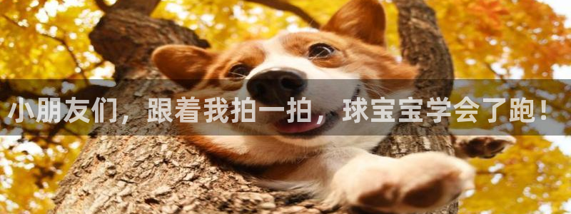 小朋友们，跟着我拍一拍，球宝宝学会了跑！